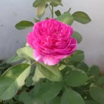 Bosenp - @sandrabose464 - Instagram