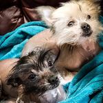 Sandra Boutin - @migo_zaya_wyve - Instagram