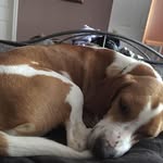 Sandra Bowie Habib - @sbowiehabib - Instagram