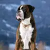 Sandra Boxer - @sandra_boxer_ - TikTok