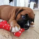 Sandra the boxer dog - @sandra_boxer - Instagram