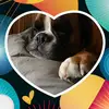 sandradomstadtboxerxt - @sandradomstadtboxerxt - TikTok