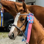 Johan och Sandra Sport Breeding - @js_sport_breeding - Instagram