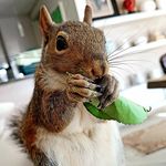 Sandra Brink - @peaches.the.squirrel - Instagram
