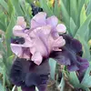 sandrabrinkerhoff5 - @sandra.rose885 - TikTok