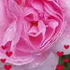 Sandra Brittain291 - @sandrabrittain0 - TikTok