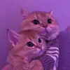 sandra.buggaarsskii - @sandra.buggaarsskii - TikTok