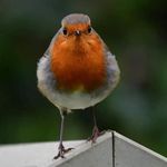 Sandra Burden - @sandra.burden.14 - Instagram
