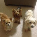 Sandra Burroughs - @sandraivetburr - Instagram