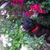 Sandra Burroughs - Facebook
