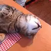 sandra busticco - @sandrabusticco - TikTok