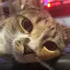Bussythecat - @bussandrabussy - TikTok