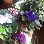 Sandra Cable-Wellington - @cablewellington - Instagram
