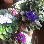 Sandra Cable-Wellington - Facebook