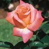 Sandra - @sandra.cedillo_ - TikTok