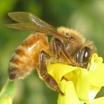 Fred & Sandra Callens Farm - @callens_honeyfarm - Instagram
