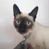 Sandra Camiletti - @sandra_pets - TikTok