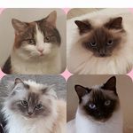 Sandra Terlepanis - @sandra.s_campingcats - Instagram