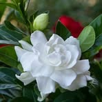 Sandra Carli - Facebook