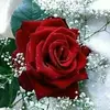 sandra carlon - @user9425208933547 - TikTok