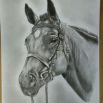 Sandra Carver - @sandra.carver.pet.portraits - Instagram