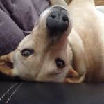 Sandra De Cavanaugh - @sandythedog500 - Instagram
