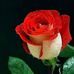 Sandra Celli - Facebook
