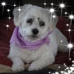 Sandra Thomas Chaput - @bluechappie - Instagram