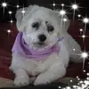 Sandra Thomas Chaput - @user88493875508173 - TikTok