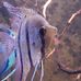 Sondra Chesser - Facebook