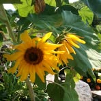 Sandra Chiasson - Facebook