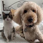 Sandra Fox-Cocchi - @foxcocchi - Instagram