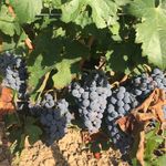 Sandra Colosimo - @sandrasommelier - Instagram