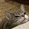 Sandra Cooks - @theo.the.cat1 - TikTok