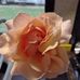 Sandra Coppedge - Facebook