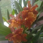 Sandra Coulon Bombardier - @sandra.bombardier - Instagram