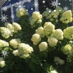 Sandra Crew - @sandracrew3 - Instagram