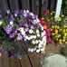 Sandra Green Critchlow - Facebook