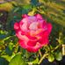 Sandy Crowell - Facebook