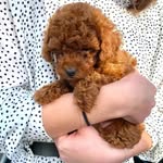 Sandra - @sandra_cute_puppy_world - Instagram