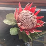 Sandra Davey - @davey9367 - Instagram