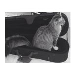 Sandra Destefano - @dewittac2jarreda4s - Instagram