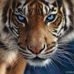 Sandy DeStefano - @tiger4371 - Instagram