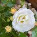 Sandra Doherty - Facebook