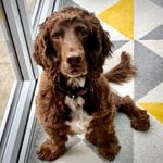 Sandra Down - @harvey_jasper_and_pop - Instagram