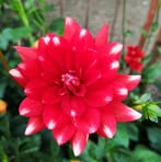 Sandra Dragone - Facebook