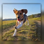 Sandra Ebel - @sam_the_beagle_se - Instagram