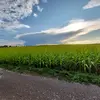 sandraebeling290 - @sandraebeling290 - TikTok