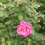 Sandra Elrod - @sandra.elrod.5680 - Instagram