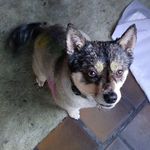Sandra Emfinger - @koda.bear12 - Instagram